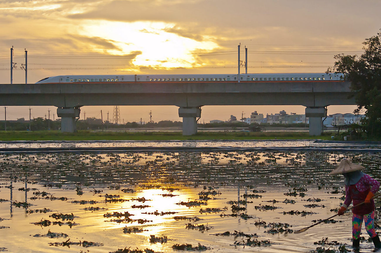 台南市官田區─高鐵與菱角田