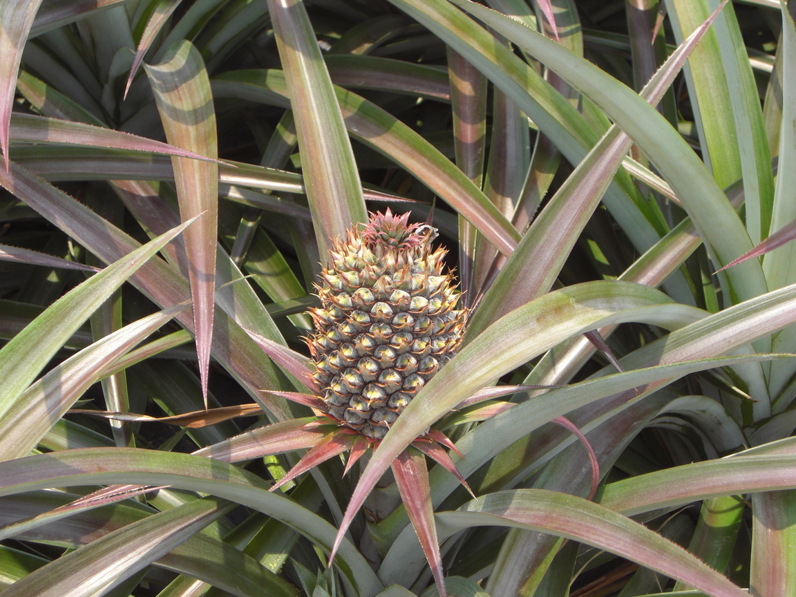 台南市關廟區－鳳梨