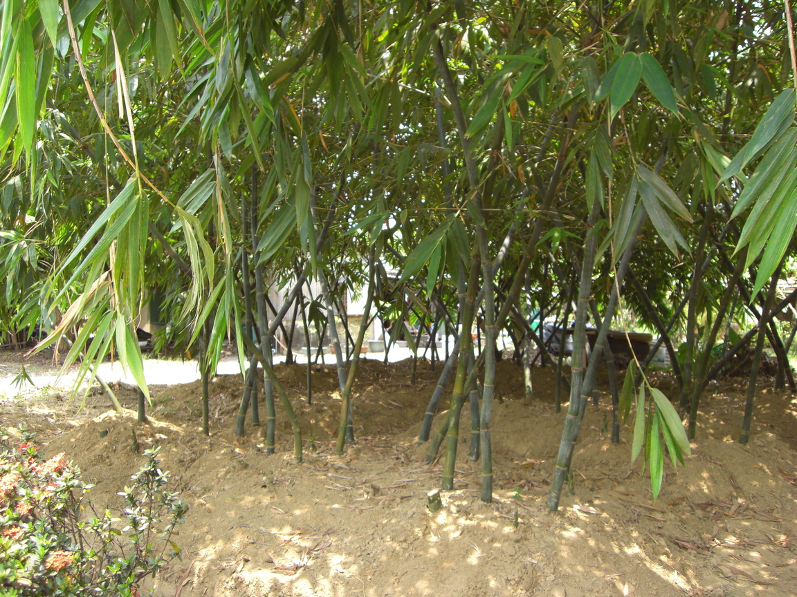 台南市關廟區－竹林