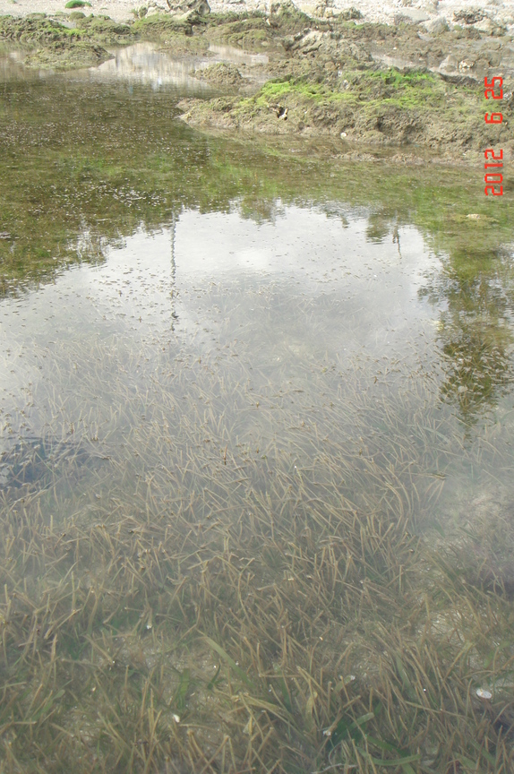 墾丁潮間帶海草床