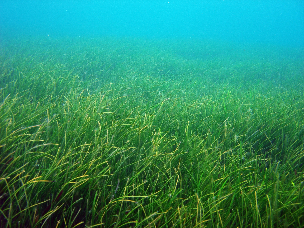 東沙水韭菜海草床