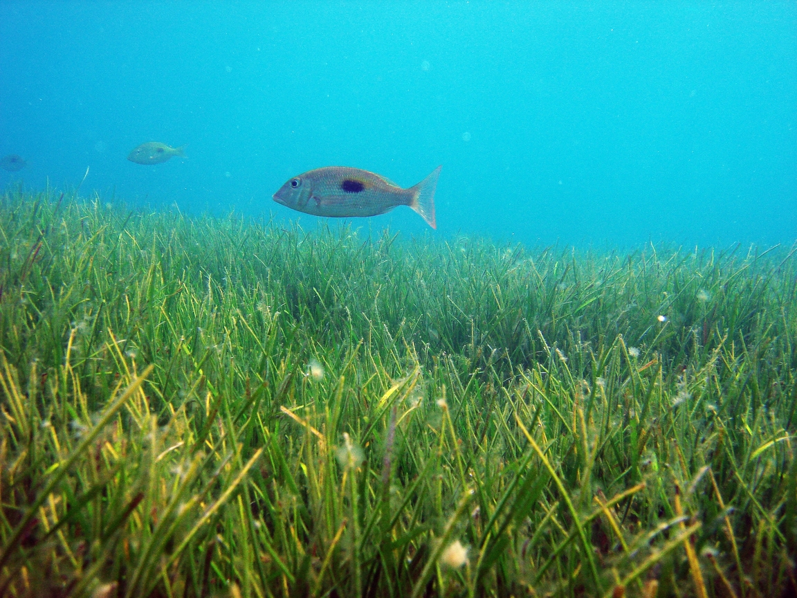 巡遊在海草床中覓食的單斑龍占