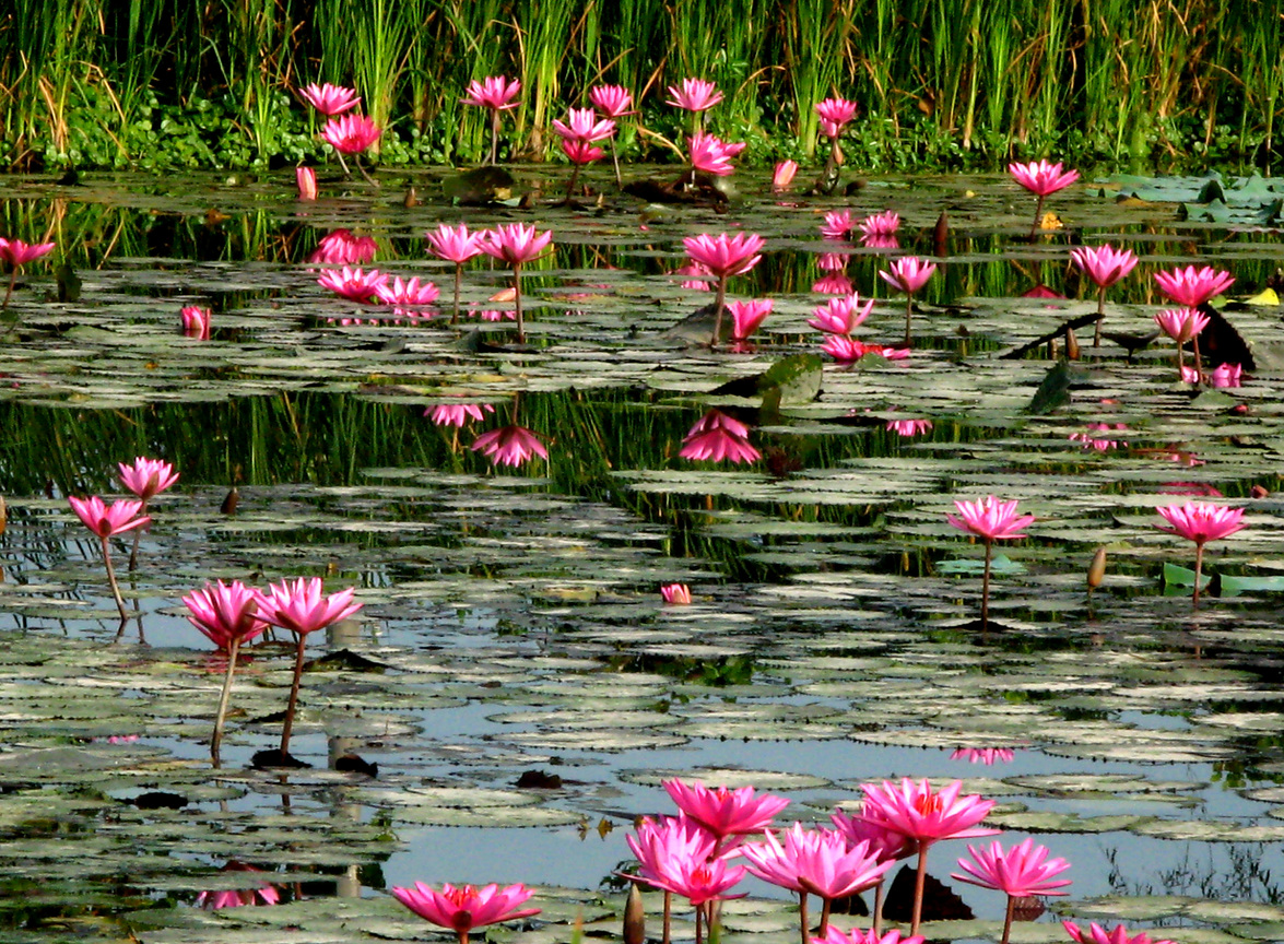 荷花池