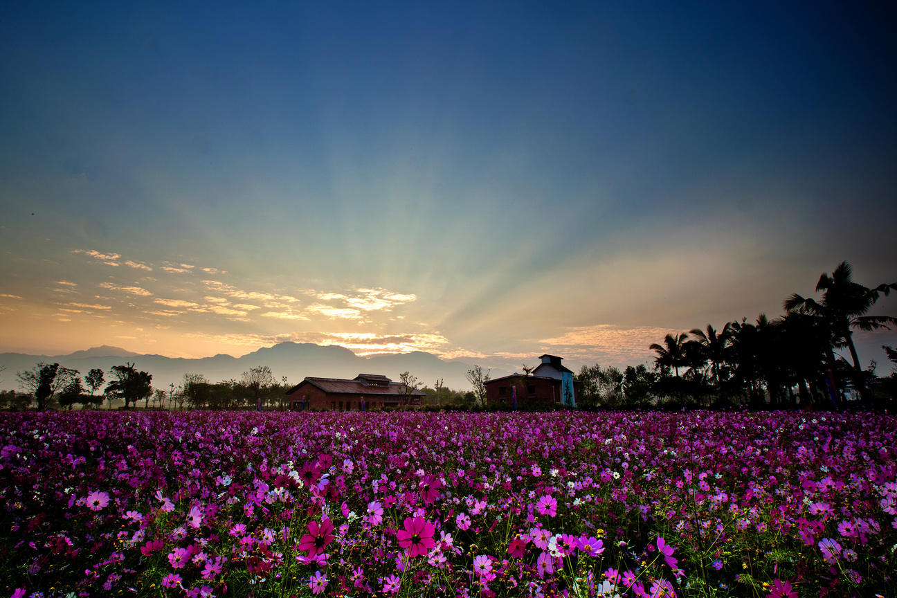 屏東縣麟洛鄉-花田晨曦