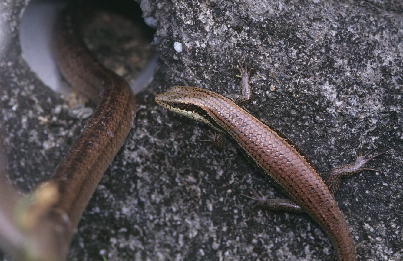 長尾南蜥準備攻擊吃蛋的赤背松柏根