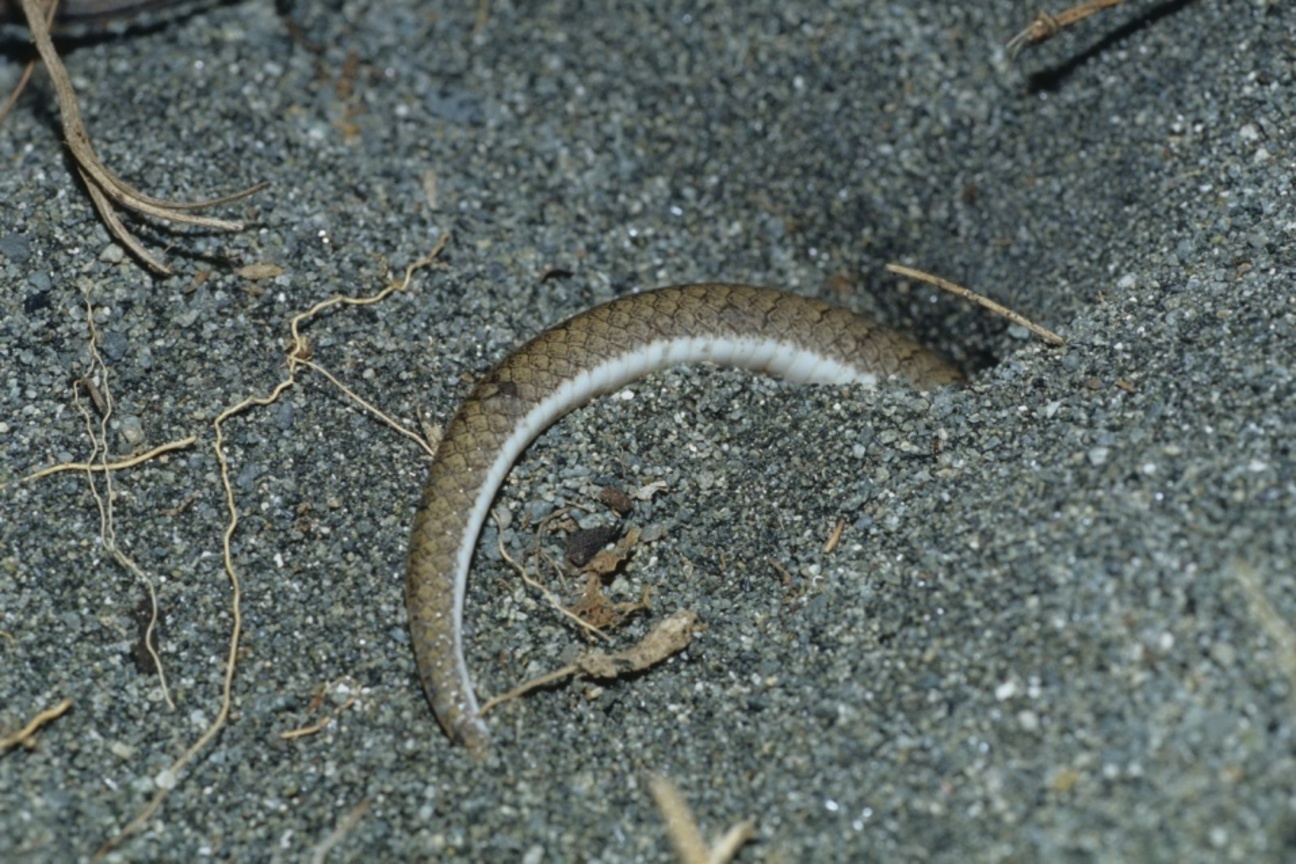 水泥洞中護蛋的長尾南蜥