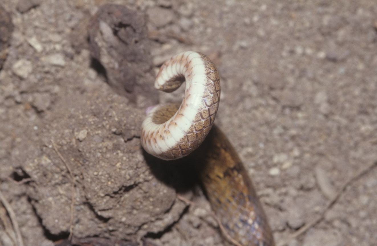 赤背松柏根打鬥時會捲起尾巴威對手