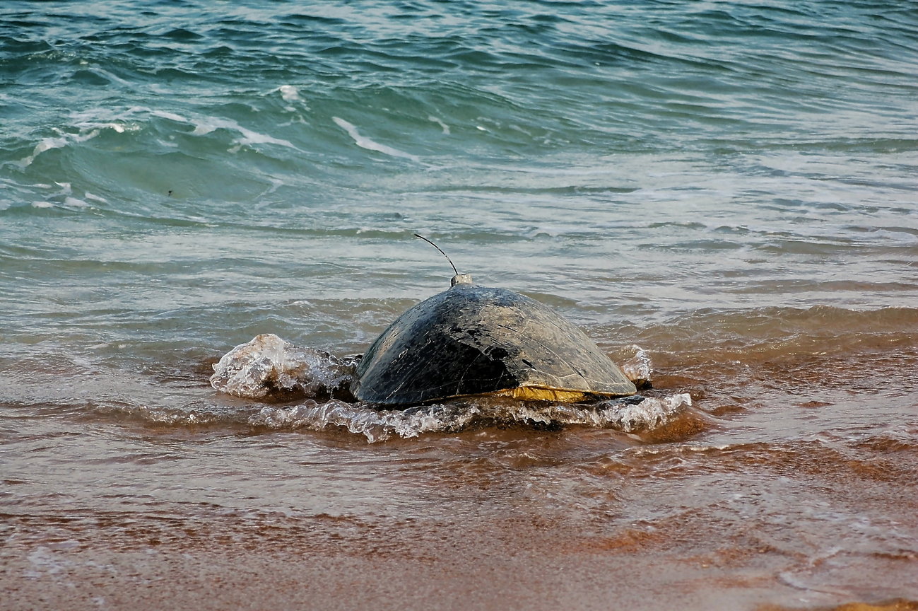 裝置衛星發報器的母龜下海