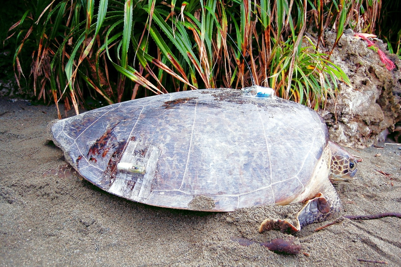 裝上人造衛星發到器(上面)及溫深儀(側面)的母龜