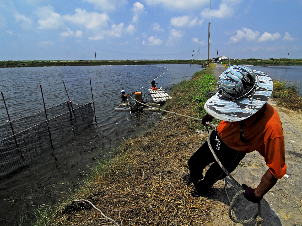 漁撈豐收1     拉網
