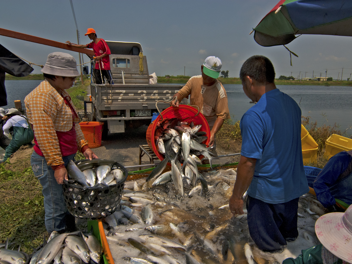 漁撈豐收3        集中