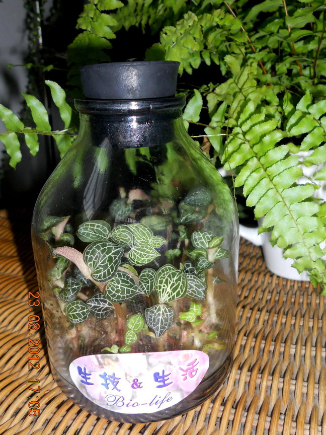 以果蔬為培養基的組培金線蓮