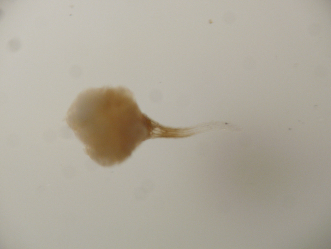 天麻種子無菌培養發芽