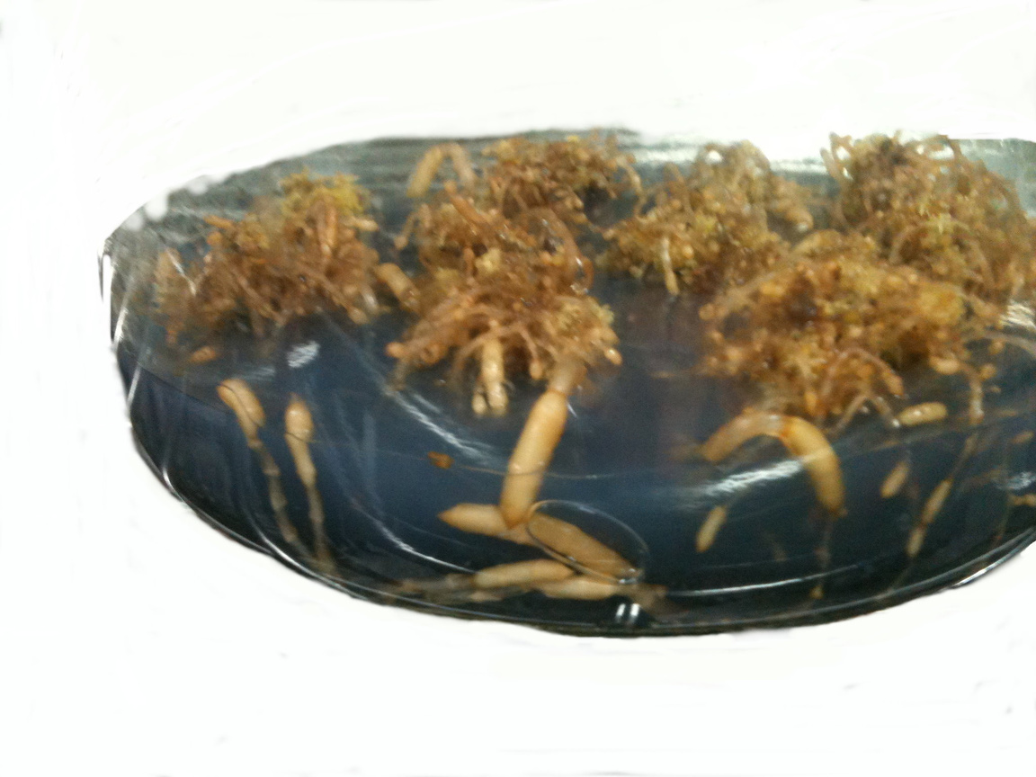 天麻無菌組織培養繁殖