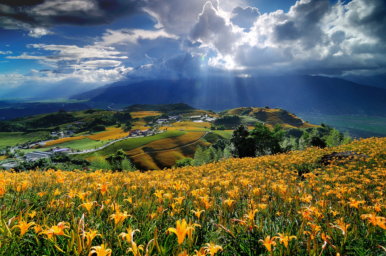 花蓮縣富里鄉-六十石山金針花海(補大圖)