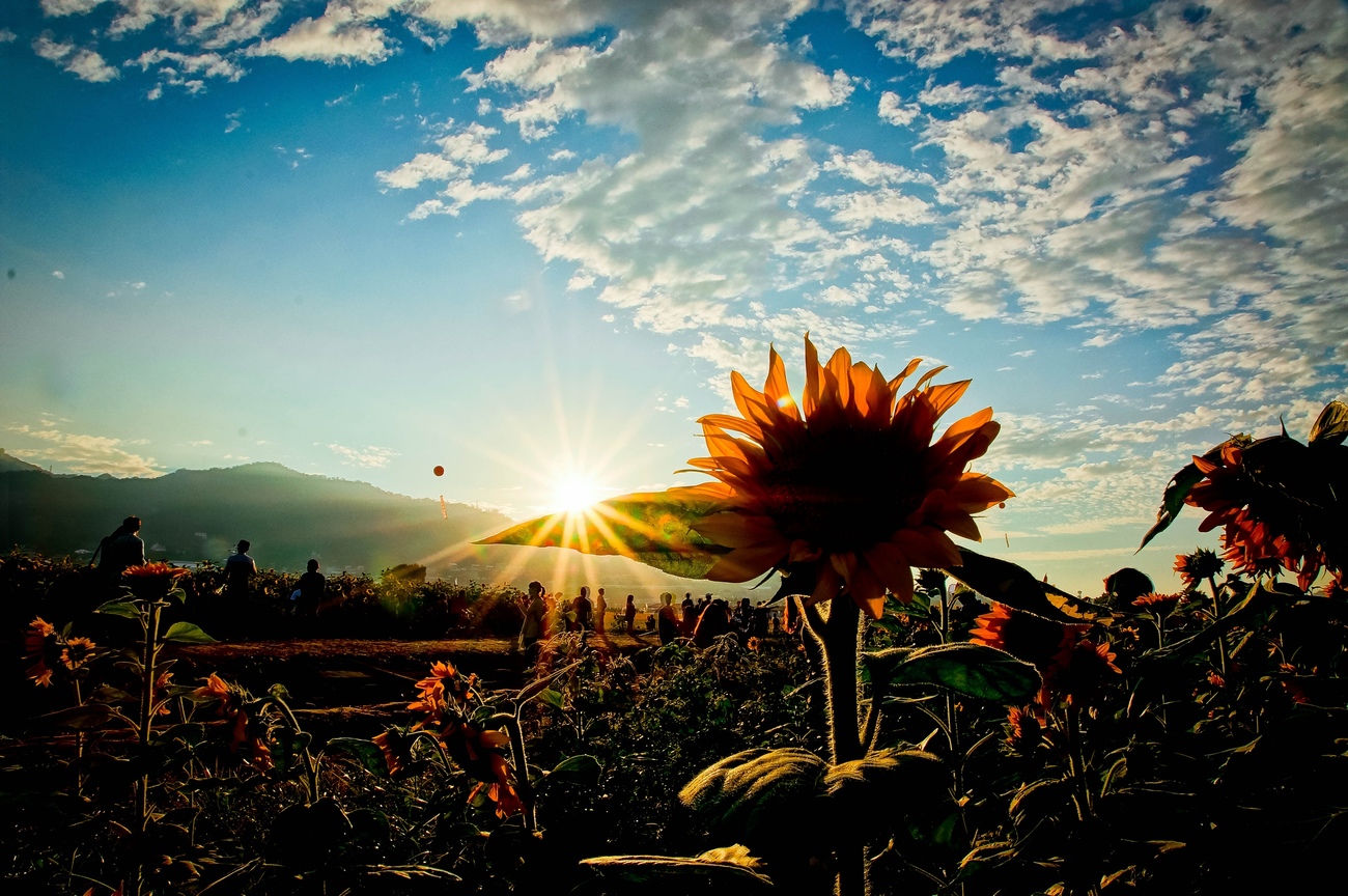 台中市新社區-向日葵花海