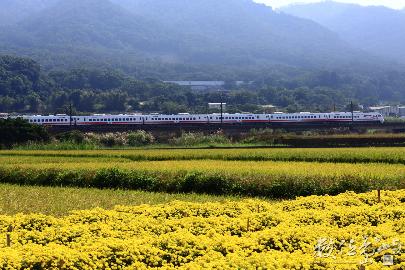 黃金菊、金黃稻、太魯閣號