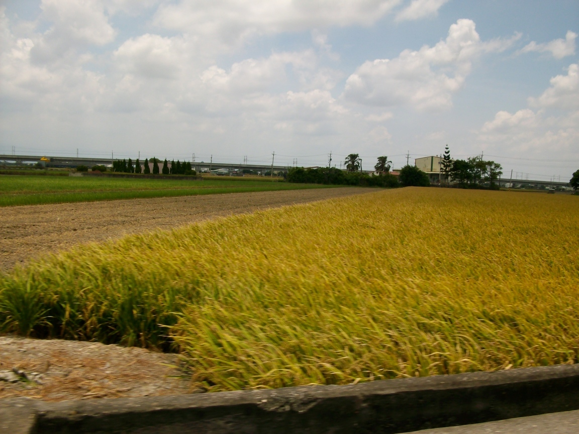 雲林縣元長鄉-稻香