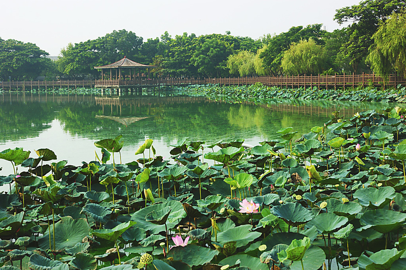 台南市新營區-天鵝湖