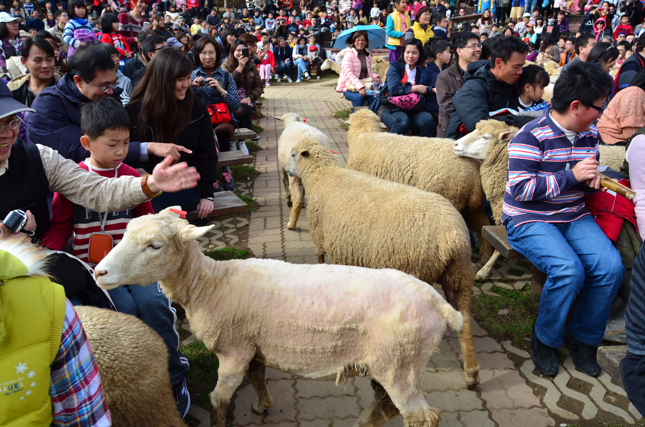清境農場綿羊秀