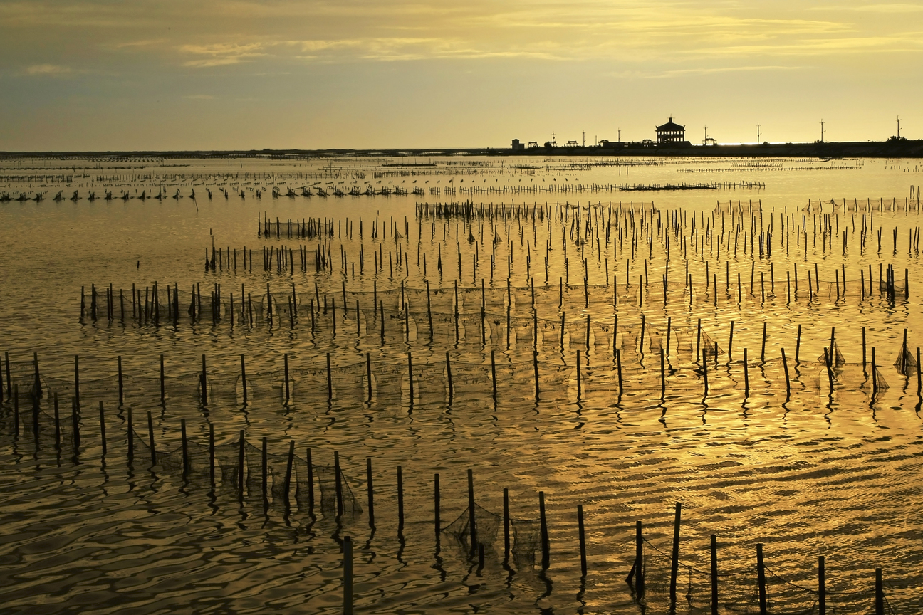 台南市七股區-黃金蚵田