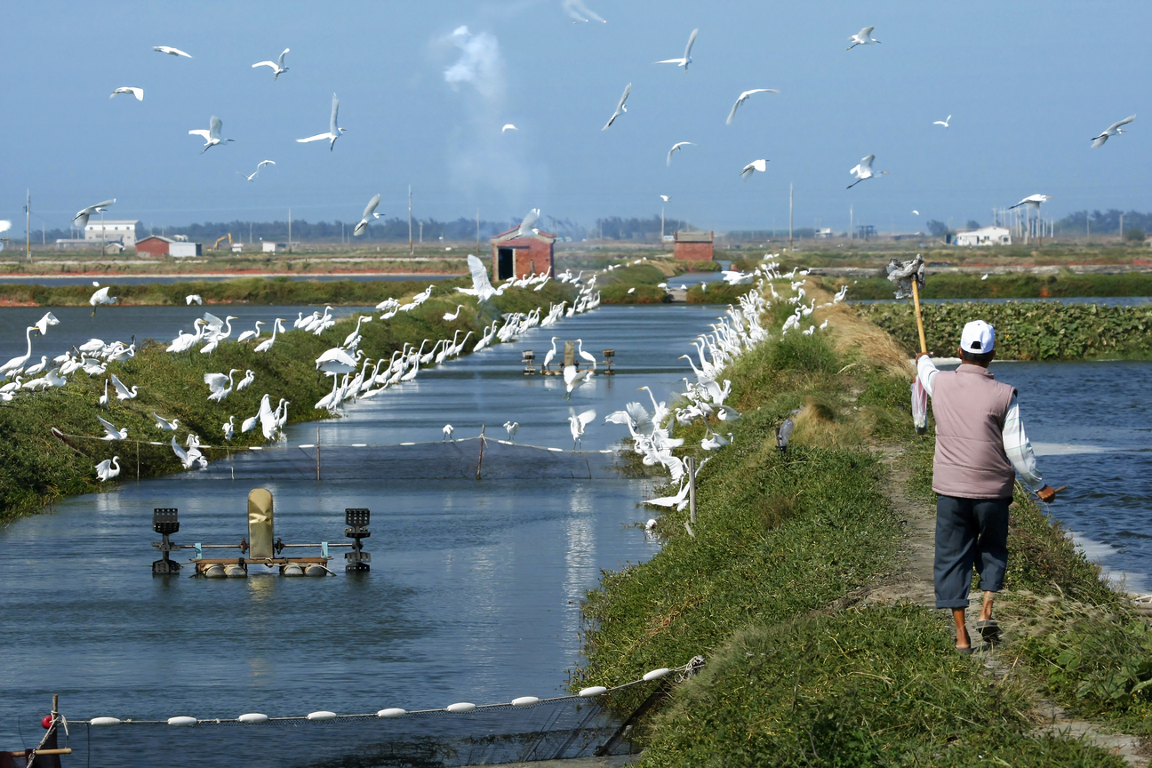 臺南市七股區－漁塭鷺絲情