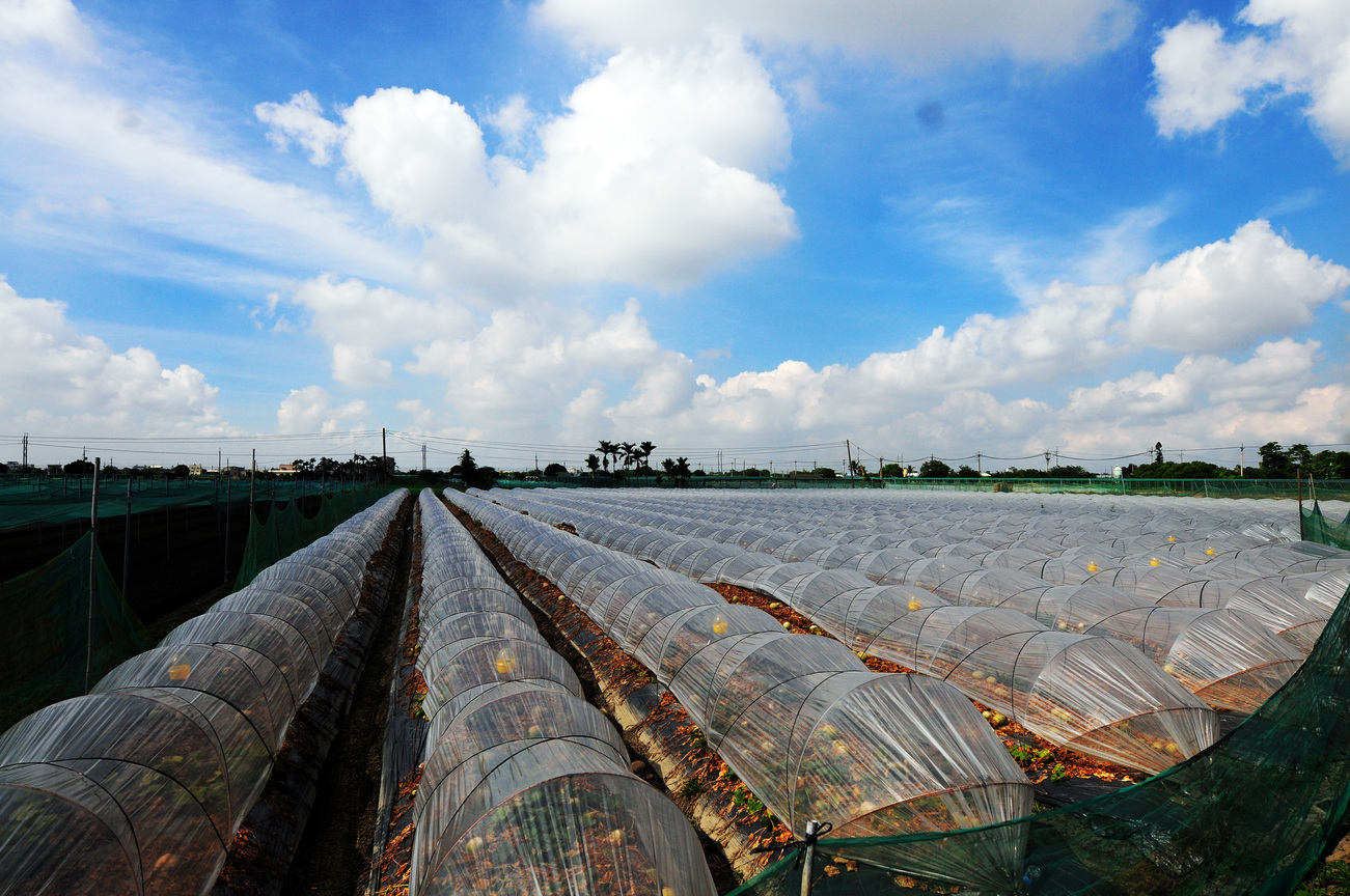 雲林縣崙背鄉─瓜田人生