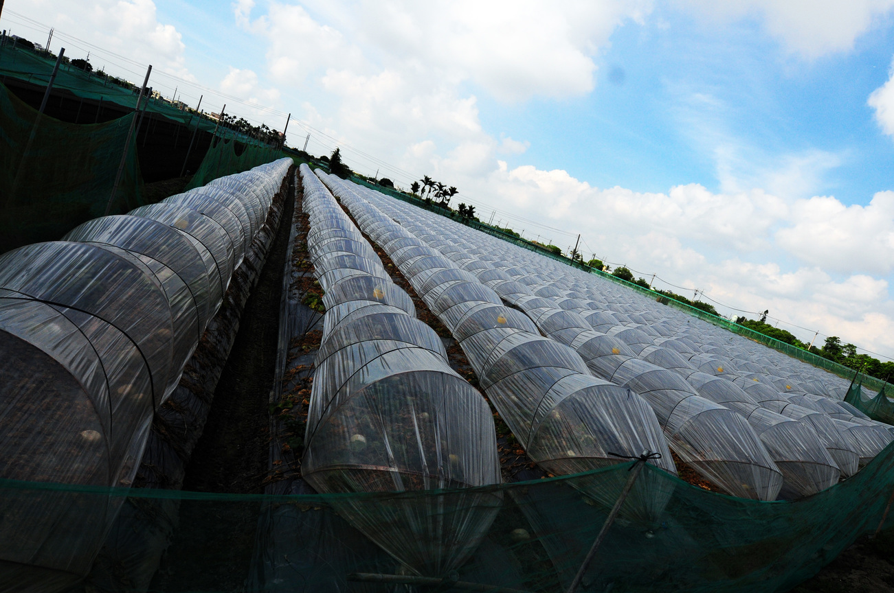 雲林縣崙背鄉─瓜田人生