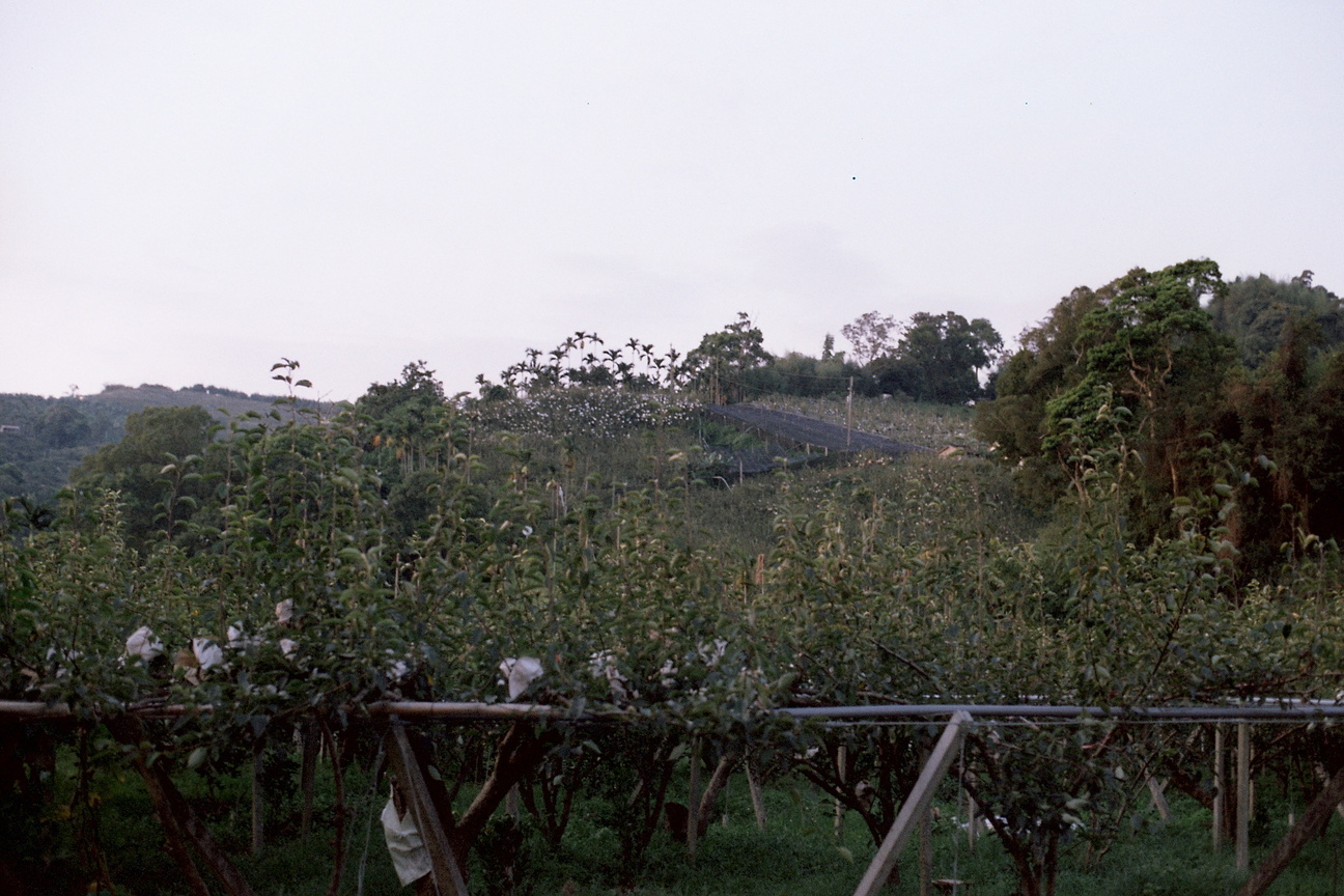 台中市東勢區－梨園