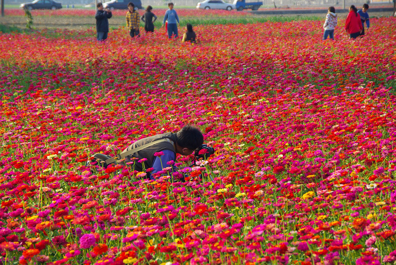 嘉義市西區─嘉義市花海節