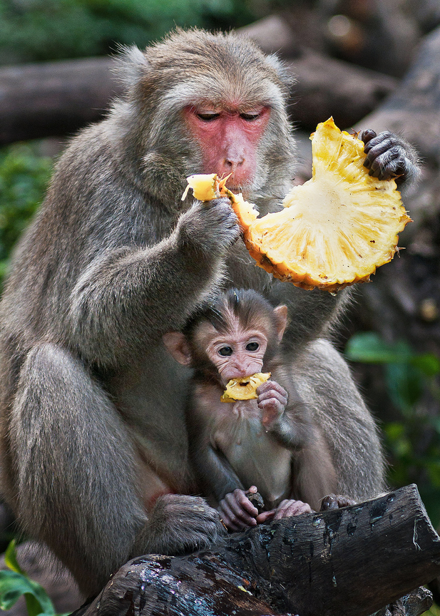 台中市北屯區--獼猴生態