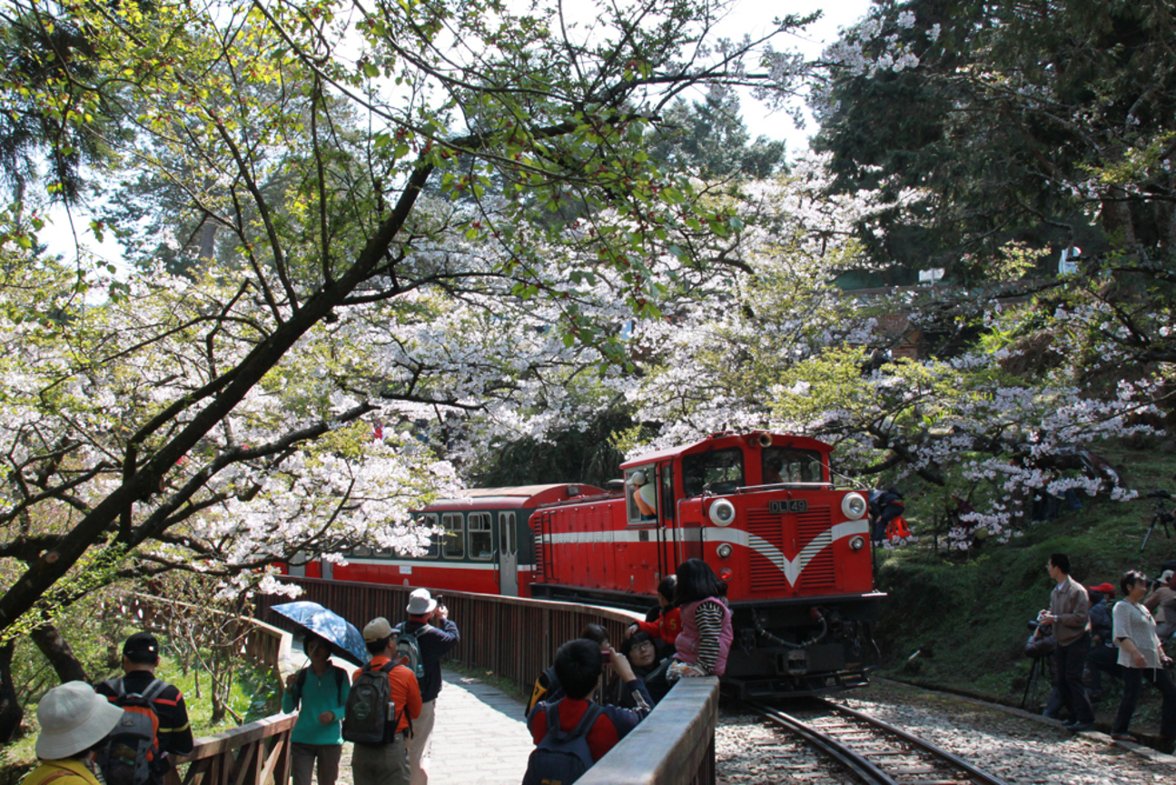 櫻花與火車
