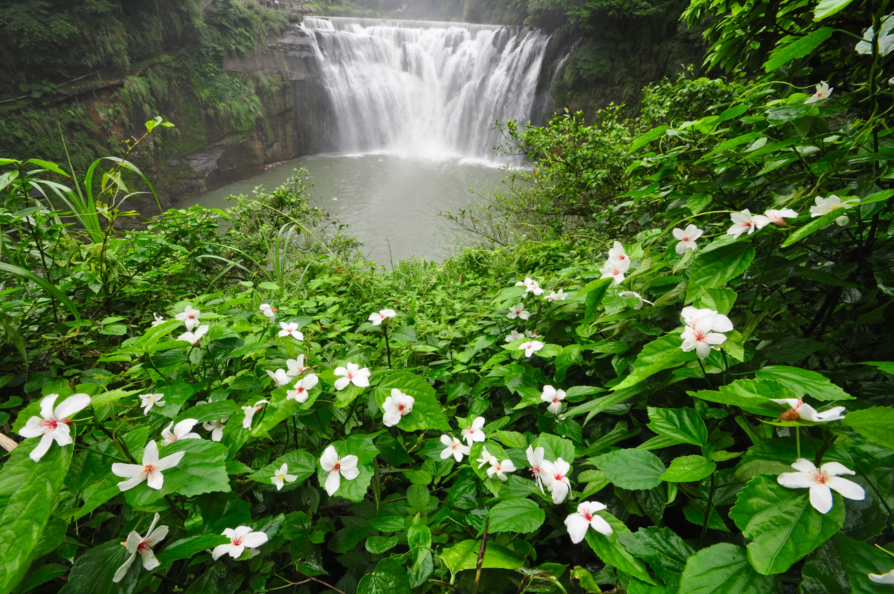 瀑布桐花之美