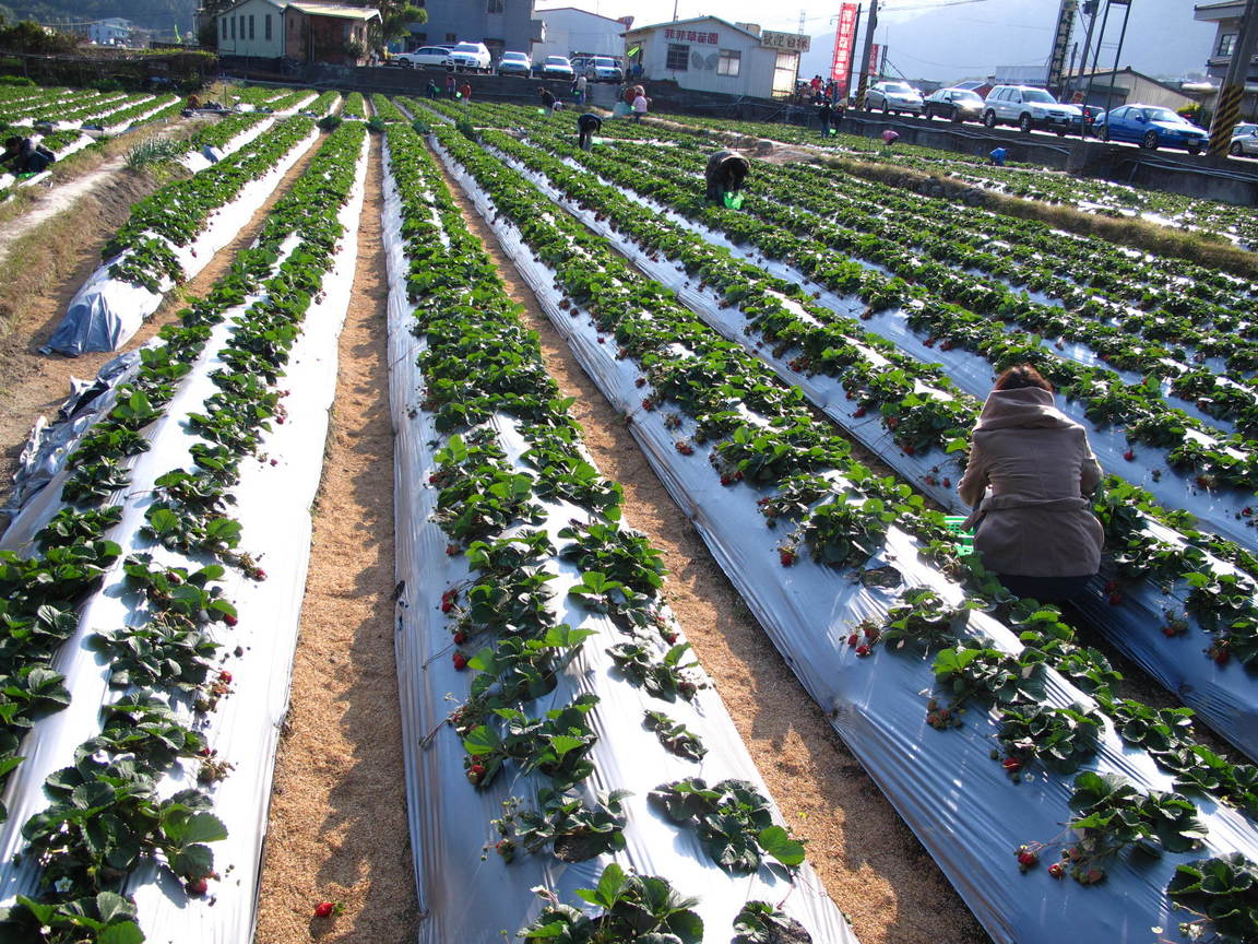 我採 我採 我採採採