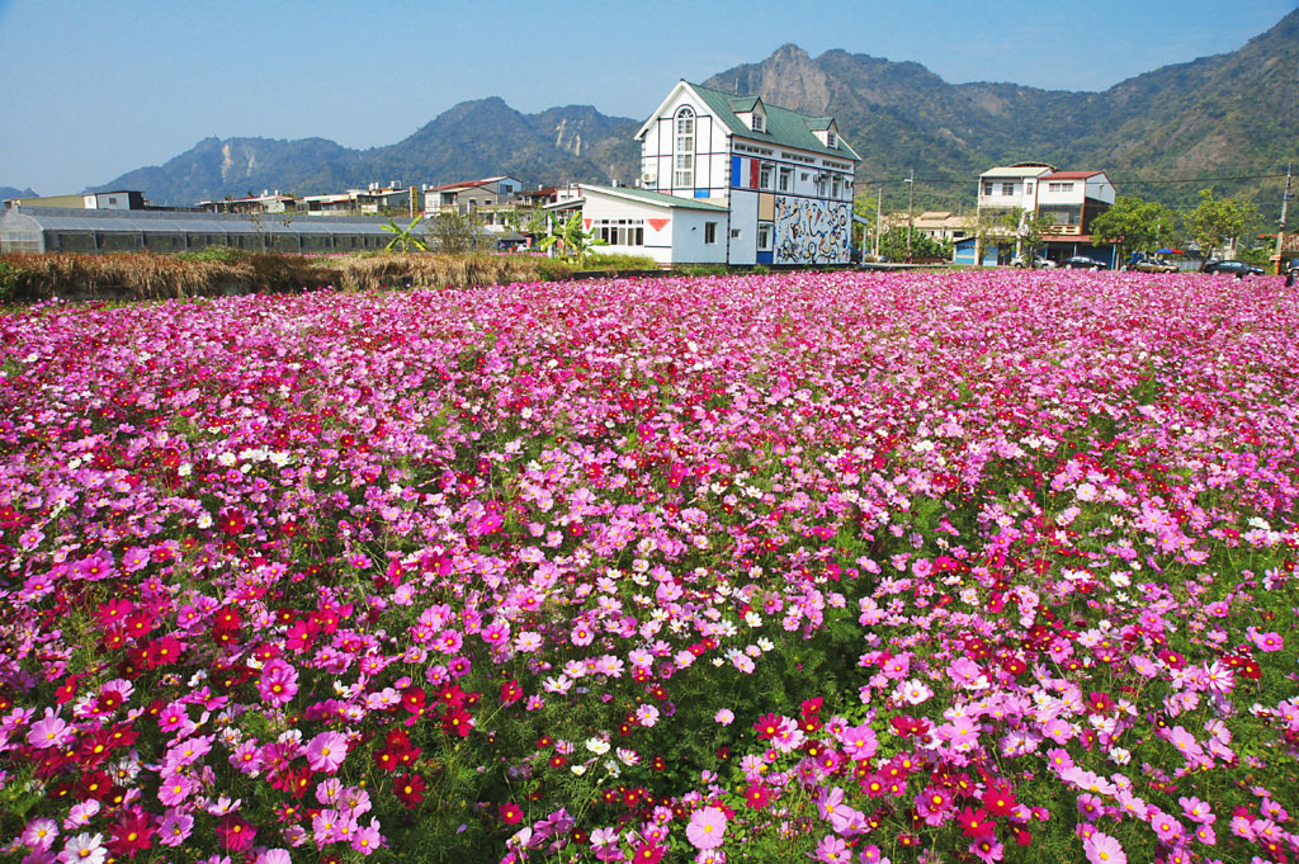 高雄市美濃區-美濃花海