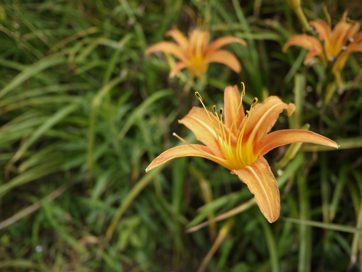 花蓮縣富里鄉-六十石山金針花