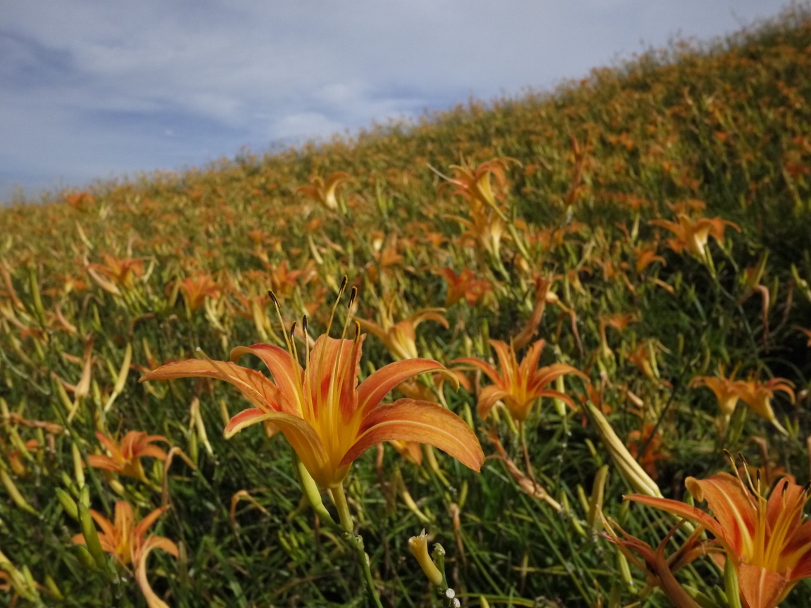 花蓮縣富里鄉-六十石山金針山