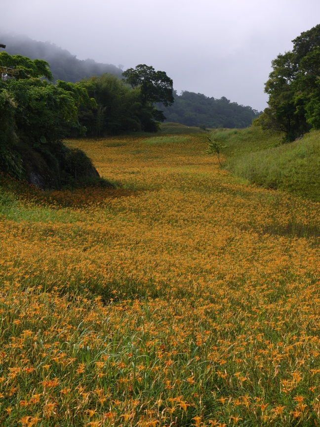 花蓮縣富里鄉-六十石山金針花海
