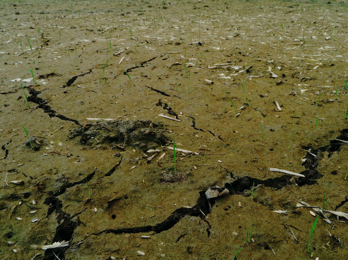 彰化縣秀水鄉-秀水生命力