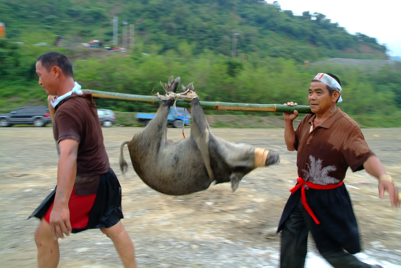 馬里巴狩獵季扛山豬