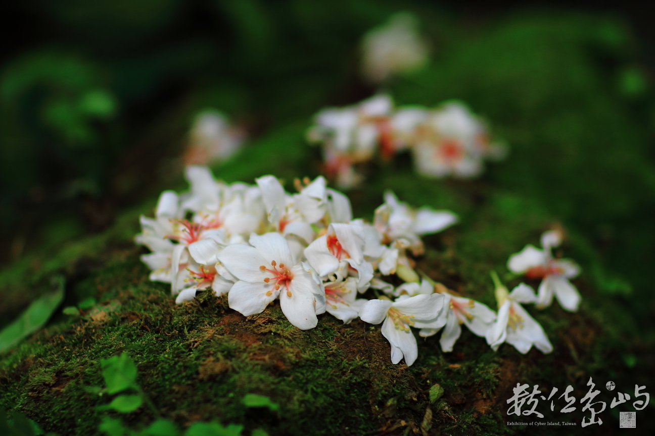 新北市土城區－土城桐花公園