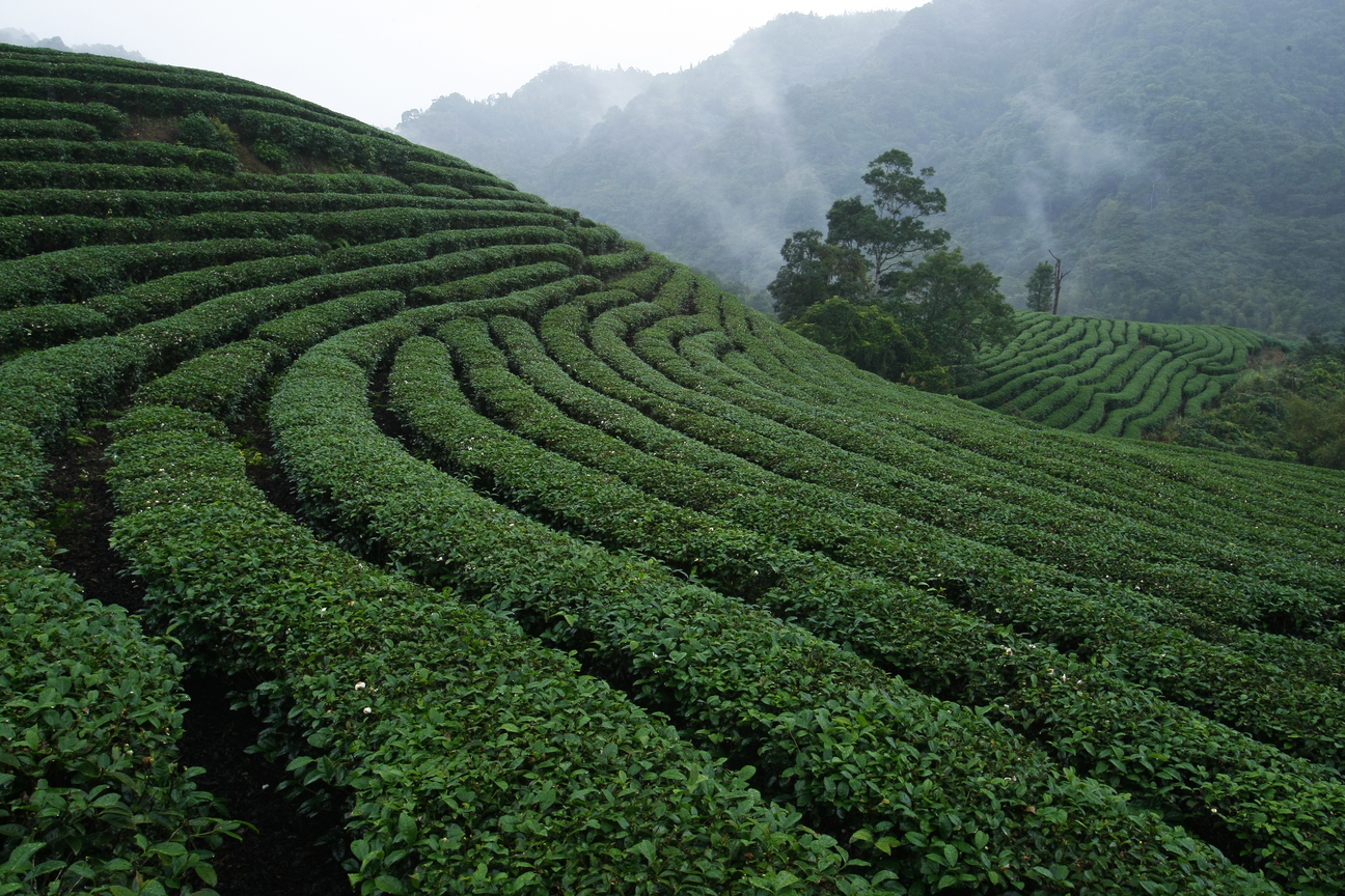 新北市石碇區-茶園美景