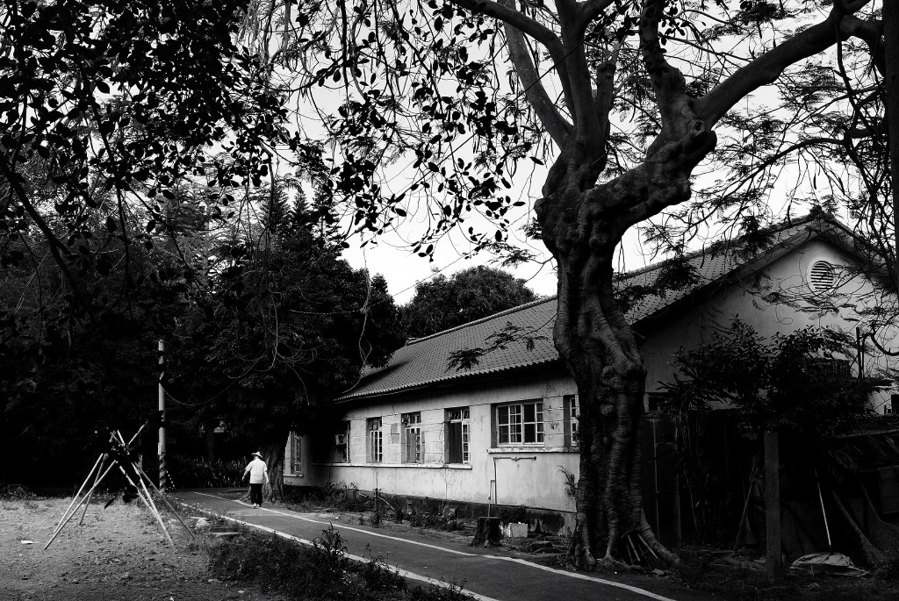 雲林縣虎尾鎮-散步於鳳凰樹下的午後