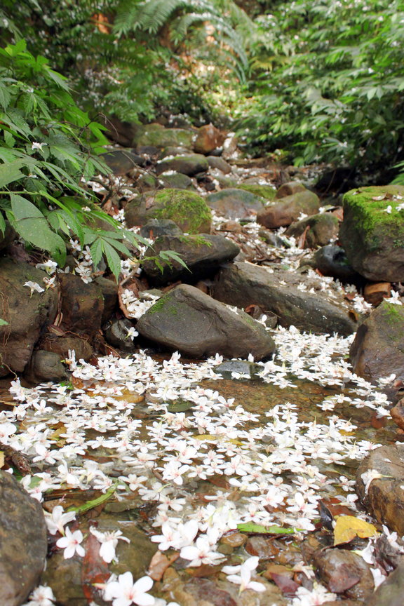 新北市土城區-土城桐花公園 