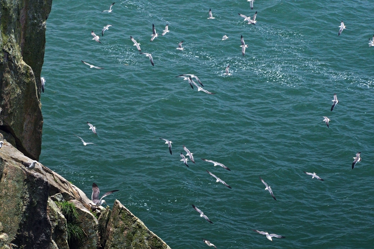 連江縣東引鄉-黑尾鷗的故鄉