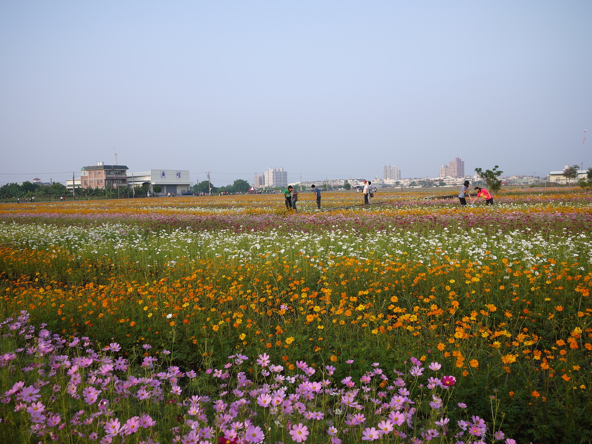 高雄市橋頭區-花海