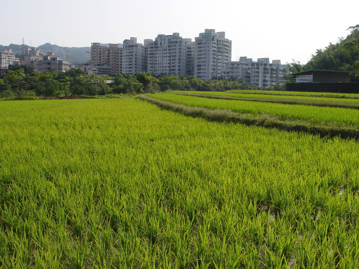 新北市深坑區─稻田
