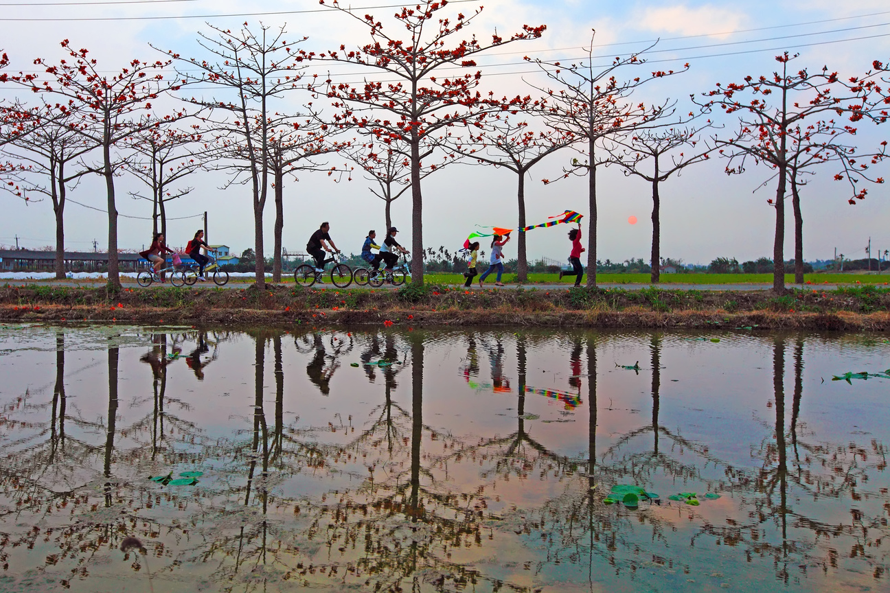 台南市白河區-白河木棉之美