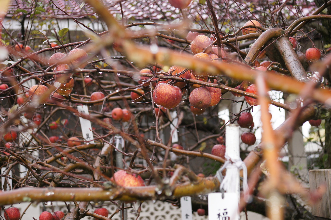 台中市和平區-福壽山蘋果王