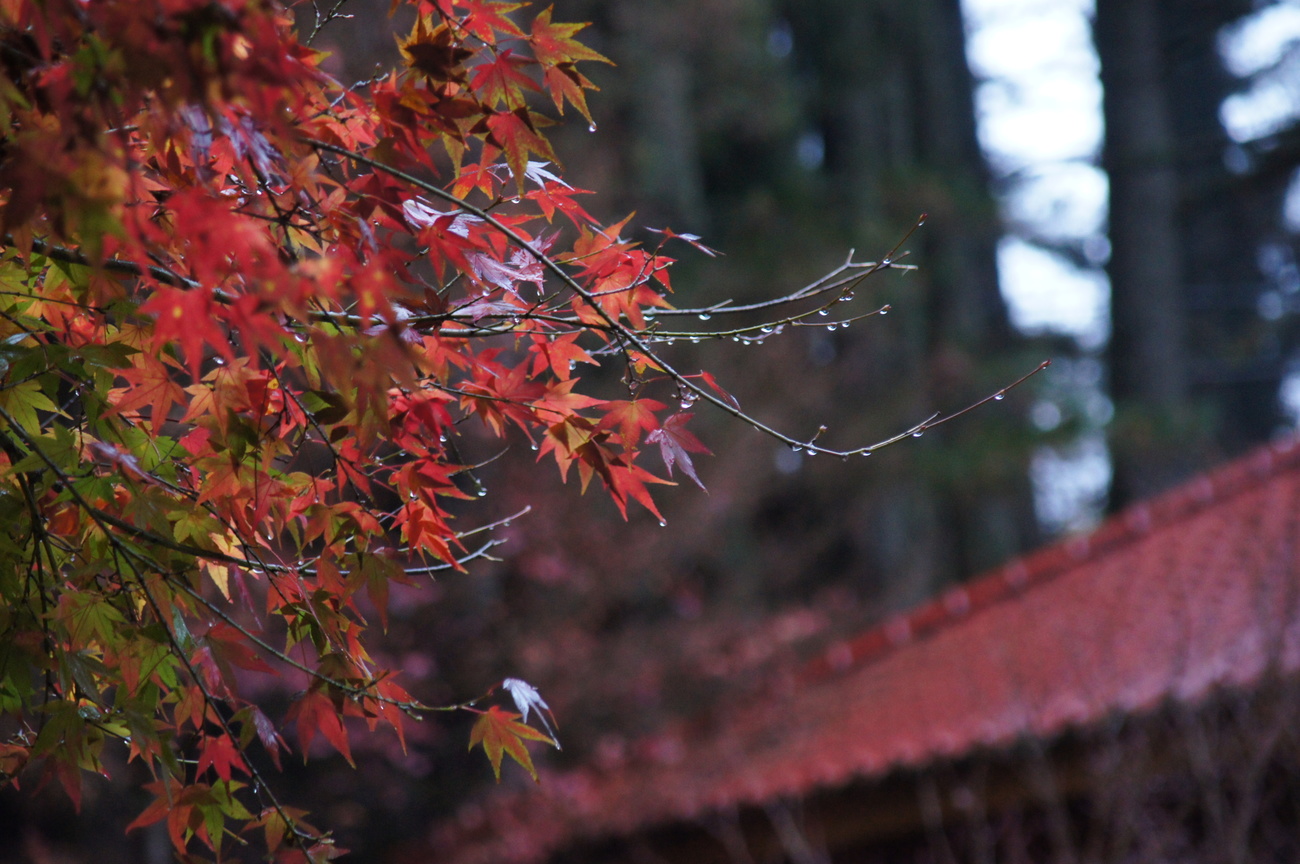 台中市和平區-福壽山楓紅艷